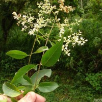 Ligustrum robustum (Roxb.) Blume